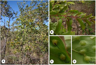 Sink Status and Photosynthetic Rate of the Leaflet Galls Induced by Bystracoccus mataybae (Eriococcidae) on Matayba guianensis (Sapindaceae)